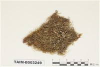 藏品(青苔科)的圖片